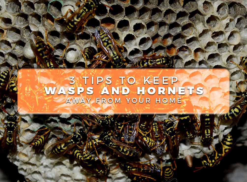 Wasps and Hornets