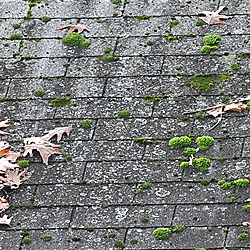 Roofing Shingles with Excessive Algae and Moss Growth